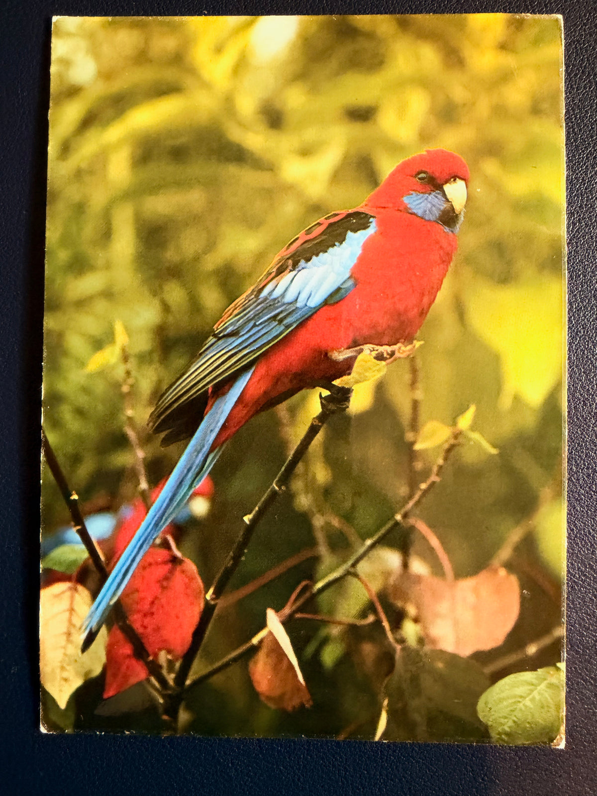 Postcard from Vincent: Australia 1980